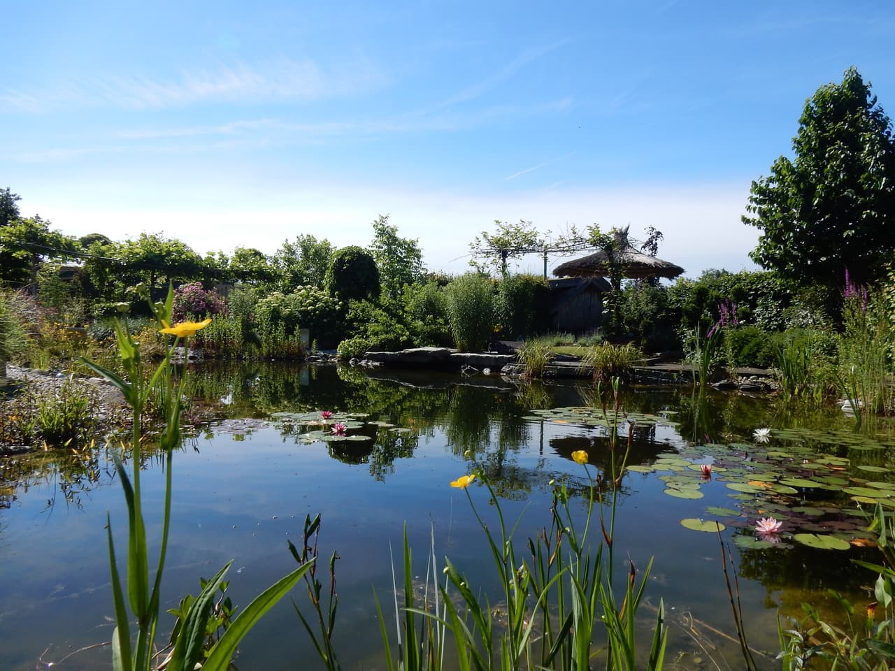 Naturteich mit Seerosen